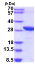 SDS-PAGE - Recombinant Human C20orf11 protein (AB201714)