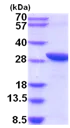 SDS-PAGE - Recombinant Human C20orf11 protein (AB201714)