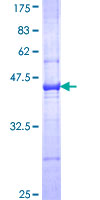 Recombinant Human C3 protein