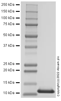 SDS-PAGE - Recombinant Human C3 protein (AB288822)