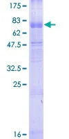 SDS-PAGE - Recombinant Human C3a R protein (GST tag N-Terminus) (AB152249)