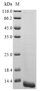 SDS-PAGE - Recombinant Human C3orf78 protein (AB289761)