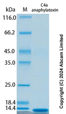 SDS-PAGE - Recombinant Human C4a anaphylatoxin Protein Standard (AB322691)