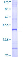 Recombinant Human C4b protein