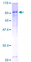 SDS-PAGE - Recombinant Human C4BPA protein (AB157987)