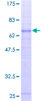 Recombinant Human C5a-R protein