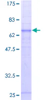 SDS-PAGE - Recombinant Human C5a-R protein (GST tag N-Terminus) (AB157989)