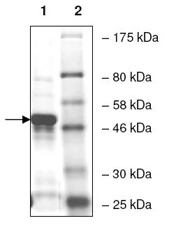 SDS-PAGE - Recombinant Human C6orf134/TAT protein (GST tag N-Terminus) (AB135006)