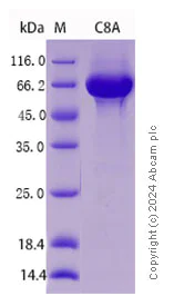 SDS-PAGE - Recombinant Human C8a (Complement C8a) Protein Standard (AB316549)