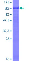 SDS-PAGE - Recombinant Human C9 protein (GST tag N-Terminus) (AB114199)
