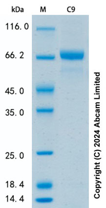 SDS-PAGE - Recombinant Human C9 Protein Standard (His tag) (AB322697), expandable thumbnail