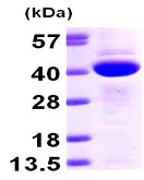 SDS-PAGE - Recombinant Human CAB39/MO25 protein (His tag N-Terminus) (AB98230)