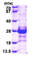 SDS-PAGE - Recombinant Human CacyBP protein (AB95489), expandable thumbnail