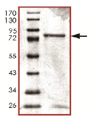 SDS-PAGE - Recombinant Human Calcineurin A protein (GST tag N-Terminus) (AB128554)