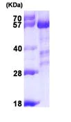SDS-PAGE - Recombinant Human Calcineurin A protein (His tag N-Terminus) (AB101870)