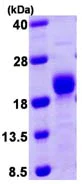 SDS-PAGE - Recombinant Human Calcineurin B/PPP3R1 protein (AB103786)