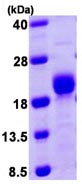 SDS-PAGE - Recombinant Human Calcineurin B/PPP3R1 protein (His tag N-Terminus) (AB103786)