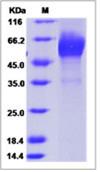 SDS-PAGE - Recombinant Human Calcitonin receptor/CT-R protein (Fc Chimera) (AB276700)
