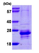 SDS-PAGE - Recombinant Human Calcium binding protein 7 (His tag N-Terminus) (AB106870)
