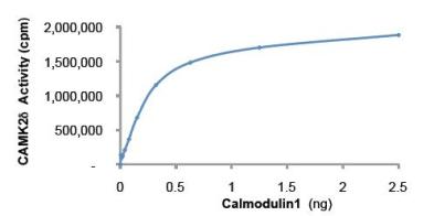 Functional Studies - Recombinant Human CALM1 Protein (AB94519)