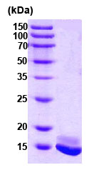 SDS-PAGE - Recombinant Human Calmodulin 1/2/3 protein (Tag Free) (AB78694)
