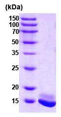 SDS-PAGE - Recombinant Human Calmodulin 1/2/3 protein (AB78694)