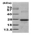 SDS-PAGE - Recombinant Human Calneuron 1 protein (His tag N-Terminus) (AB101049)