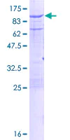 SDS-PAGE - Recombinant Human Calpain 2 protein (AB114344)