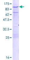 SDS-PAGE - Recombinant Human Calpain 2 protein (GST tag N-Terminus) (AB114344)