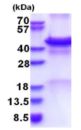 SDS-PAGE - Recombinant Human Calreticulin 3 protein (denatured) (Tag Free) (AB177729)