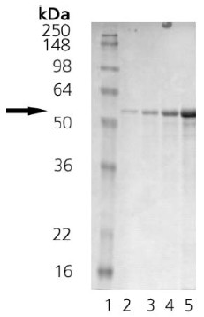 SDS-PAGE - Recombinant Human Calreticulin protein (AB91577), expandable thumbnail