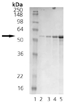 SDS-PAGE - Recombinant Human Calreticulin protein (AB91577)
