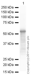 Western blot - Recombinant Human Calreticulin protein (AB91577), expandable thumbnail