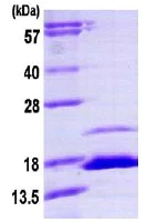 SDS-PAGE - Recombinant human Calstabin-2 protein (AB113596)