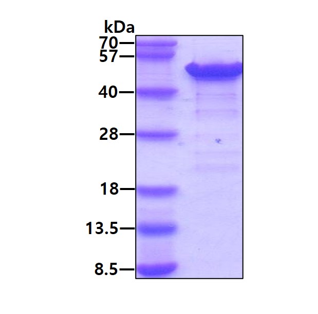 SDS-PAGE - Recombinant Human Calumenin protein (AB85412), expandable thumbnail