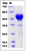 SDS-PAGE - Recombinant Human Calumenin protein (His tag) (AB276548)