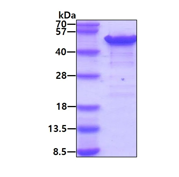 SDS-PAGE - Recombinant Human Calumenin protein (His tag N-Terminus) (AB85412)