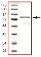 Recombinant human CAMK1G protein