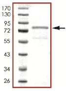 SDS-PAGE - Recombinant human CAMK1G protein (AB101503)