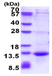 SDS-PAGE - Recombinant Human CAMK2N1 protein (His tag N-Terminus) (AB177726)