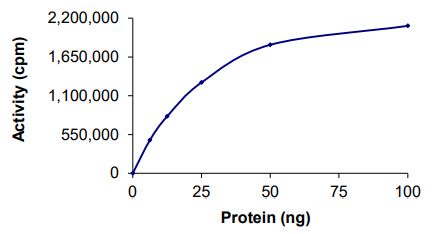 Functional Studies - Recombinant human CaMKII alpha protein (AB60899), expandable thumbnail