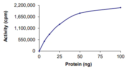 Functional Studies - Recombinant human CaMKII alpha protein (AB60899)