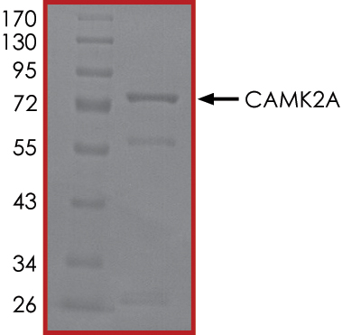 SDS-PAGE - Recombinant human CaMKII alpha protein (AB60899), expandable thumbnail