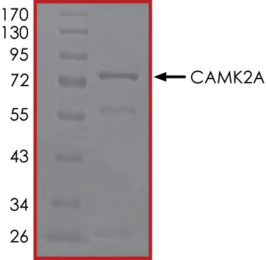 SDS-PAGE - Recombinant human CaMKII alpha protein (AB60899)