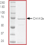 SDS-PAGE - Recombinant human CaMKII alpha protein (AB60899), expandable thumbnail