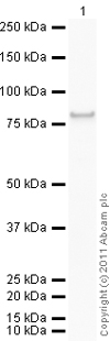 Western blot - Recombinant human CaMKII alpha protein (AB60899), expandable thumbnail