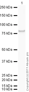 Western blot - Recombinant human CaMKII alpha protein (AB60899)