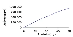 Functional Studies - Recombinant human CaMKII alpha protein (GST tag N-Terminus) (AB60899)
