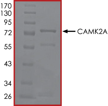 SDS-PAGE - Recombinant human CaMKII alpha protein (GST tag N-Terminus) (AB60899)