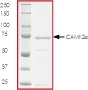 SDS-PAGE - Recombinant human CaMKII alpha protein (GST tag N-Terminus) (AB60899)